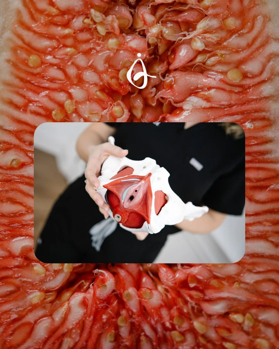 This is what your pelvic floor looks like. 💡

It&rsquo;s a group of muscles that sits like a hammock at the base of your pelvis, and it does a lot more work than most people realize. It supports your bladder, bowel, and uterus, helps you control whe