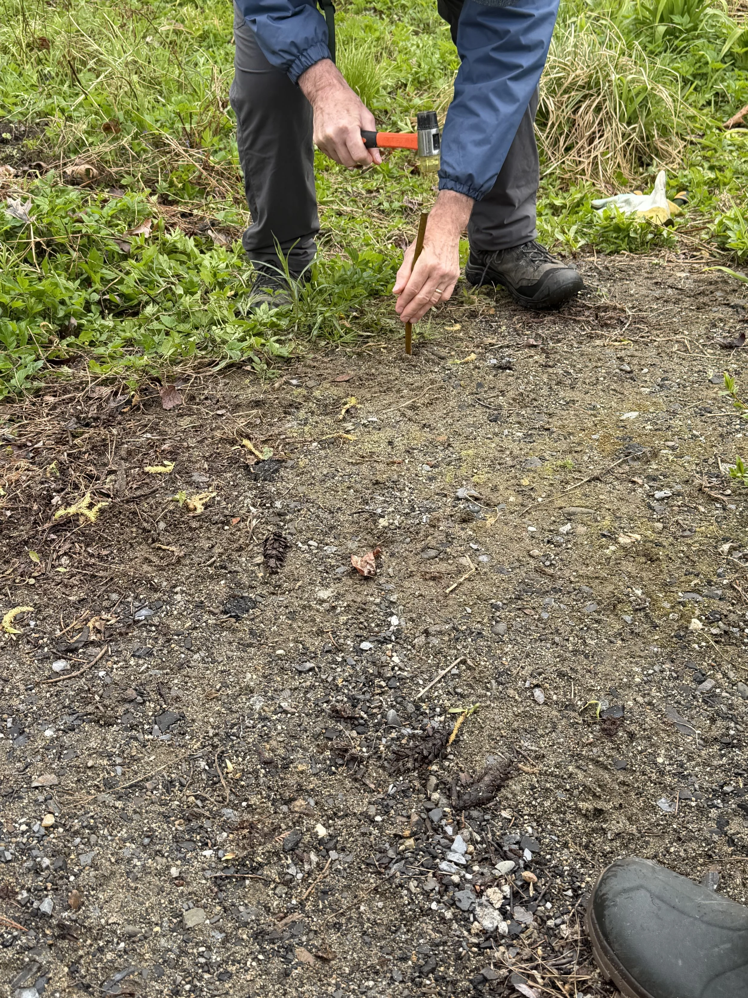 Participant tapping in a live stake