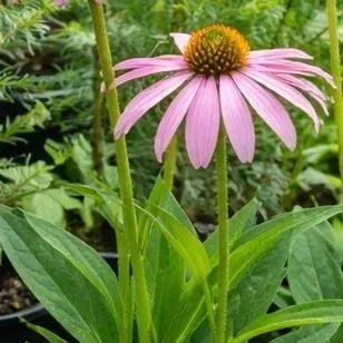 Plant and Trout Sales