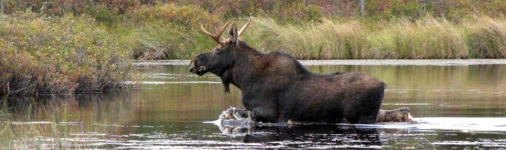Maine wildlife habitat