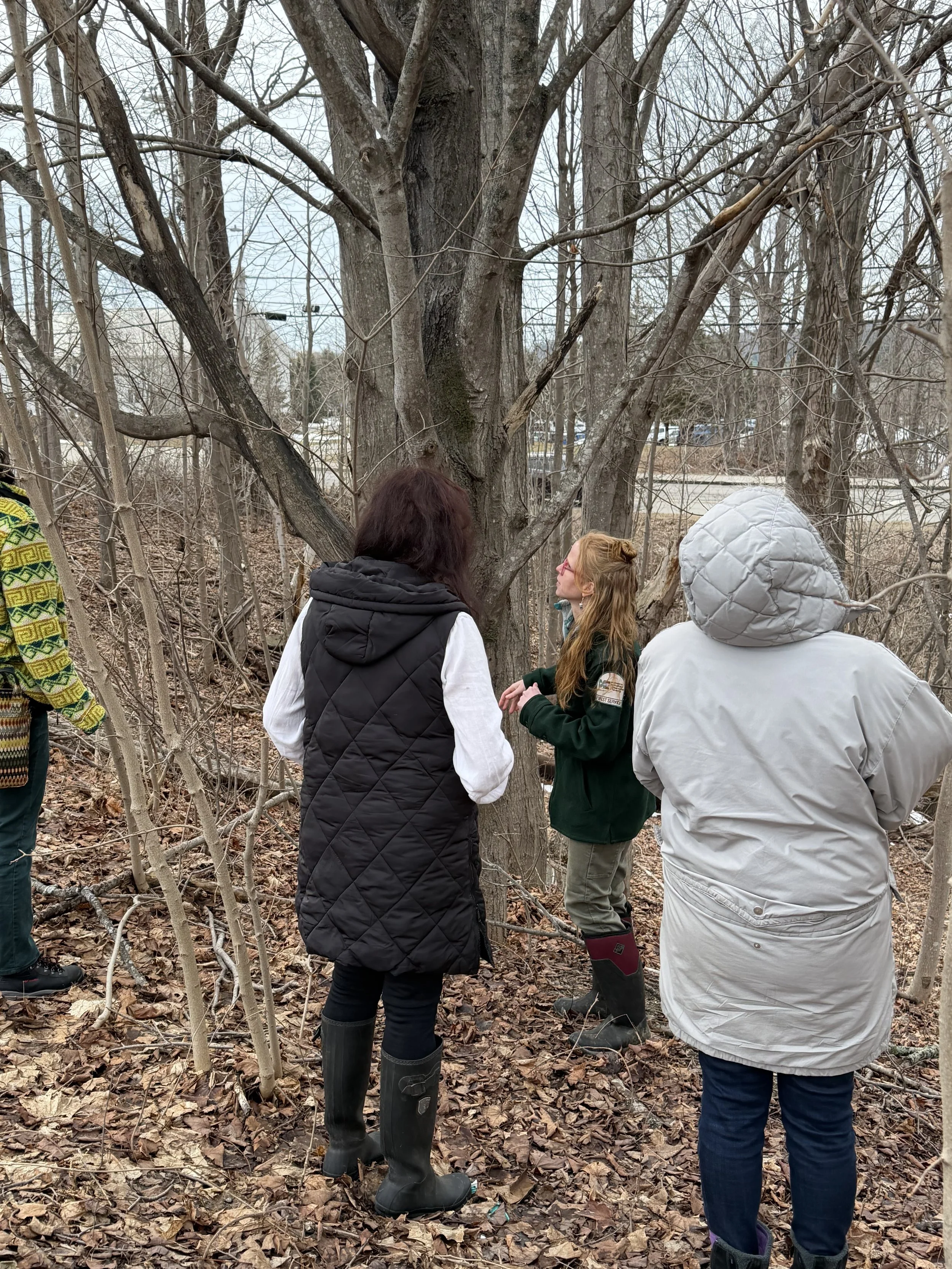 Outside portion of identifying trees in the winter