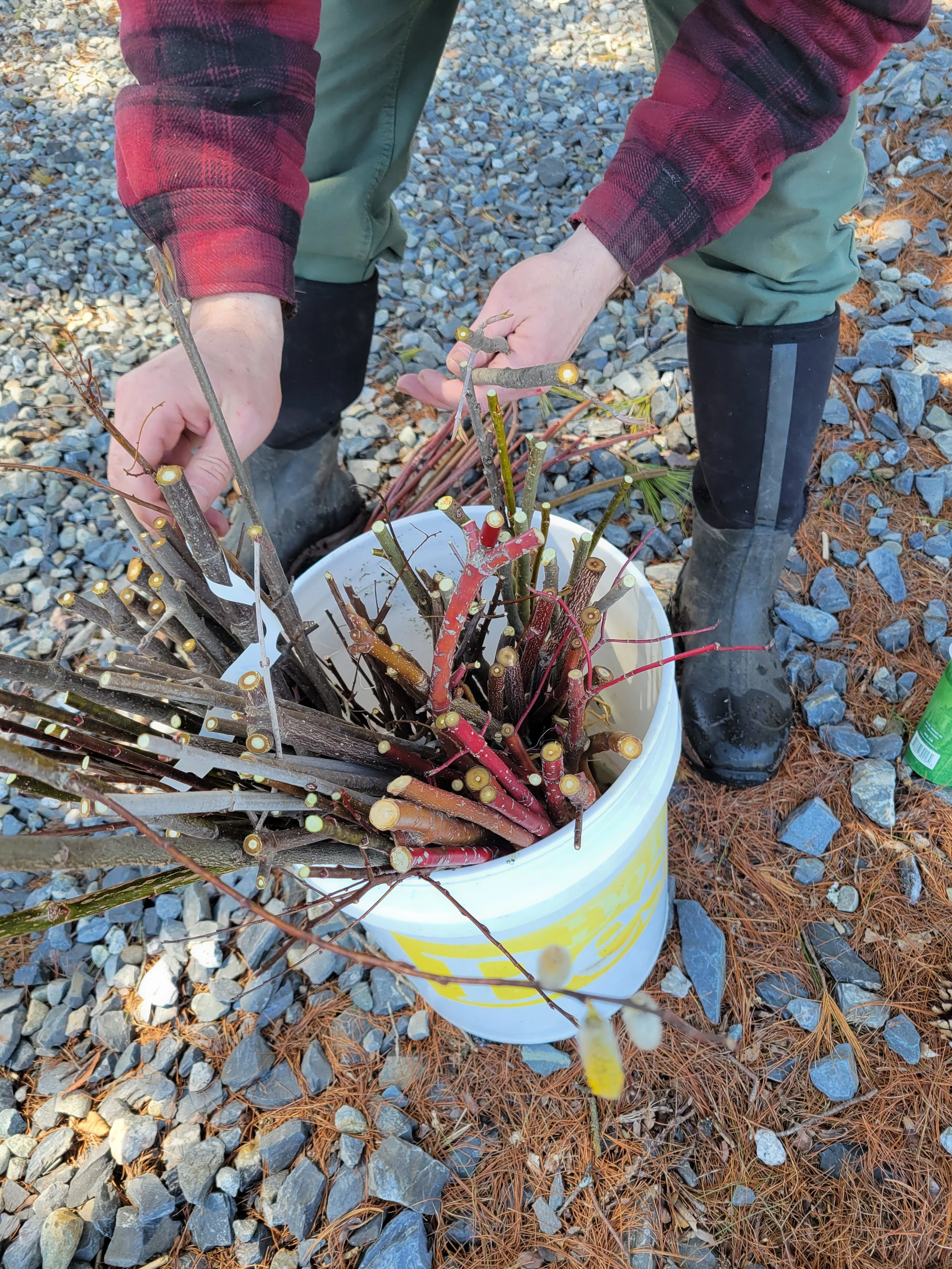 Bucket full of live stakes