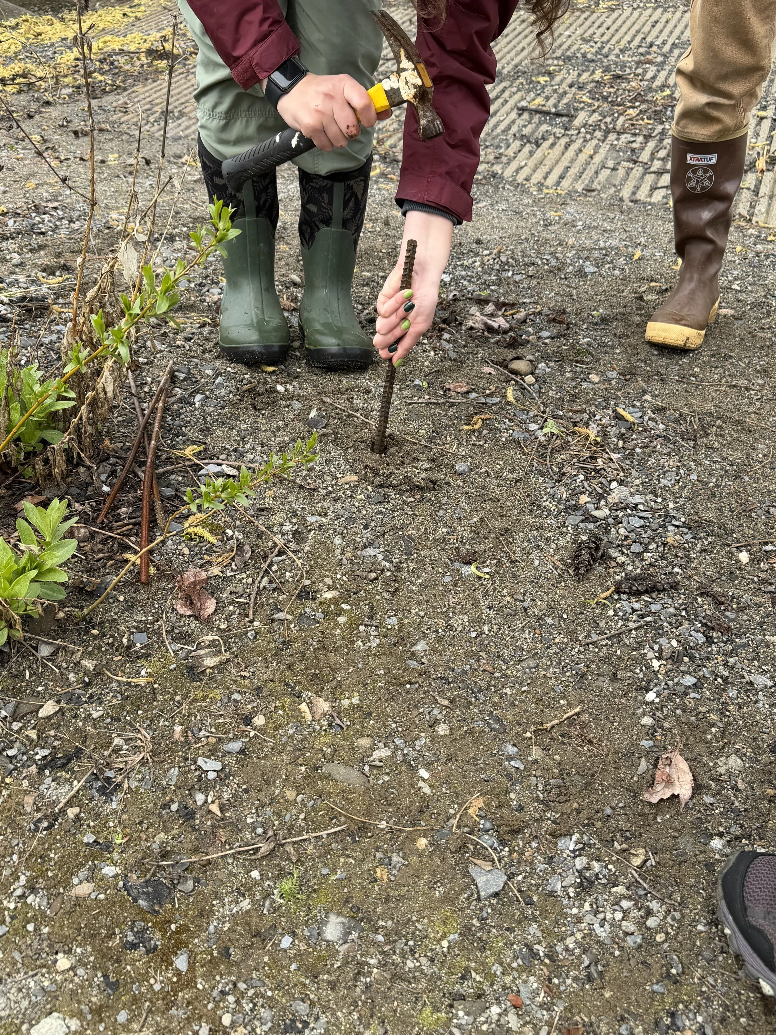 Using rebar to create a pilot hole for the live stake