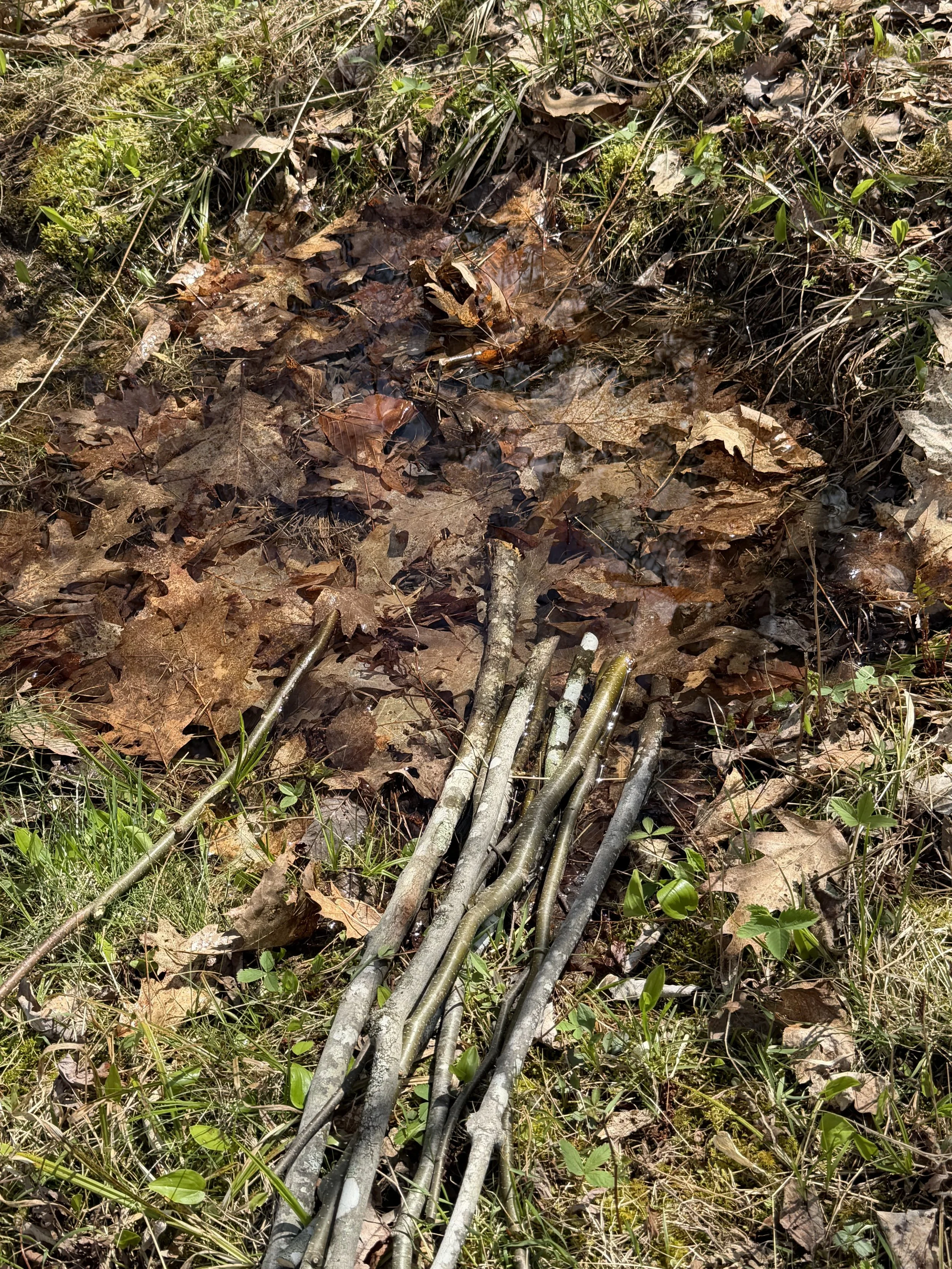 Live stakes stored in a puddle prior to installation