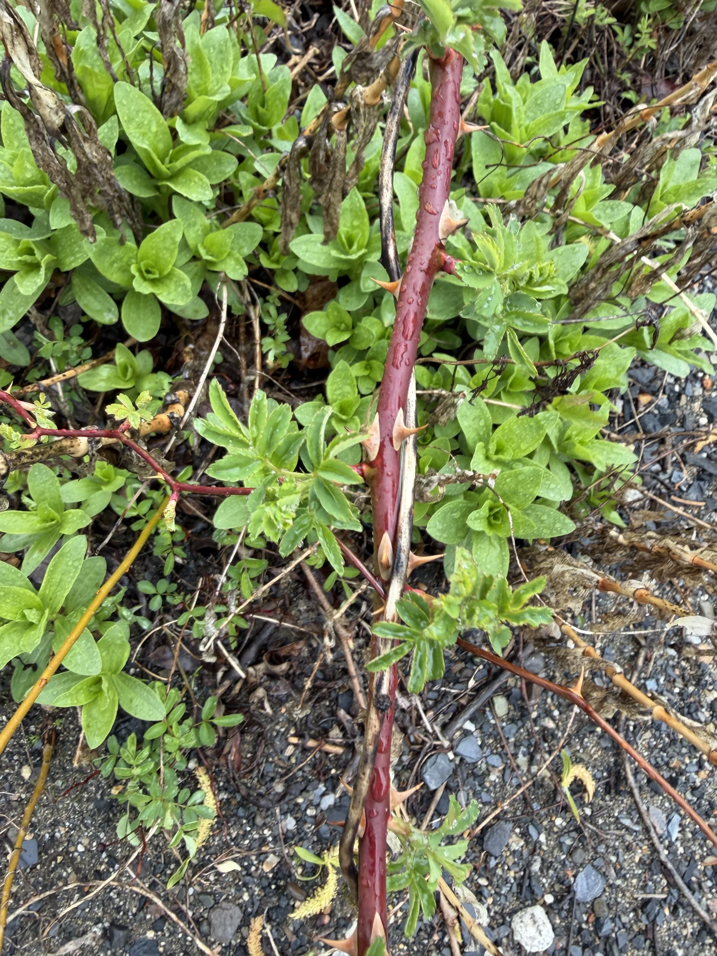 Multiflora rose “cat claws”