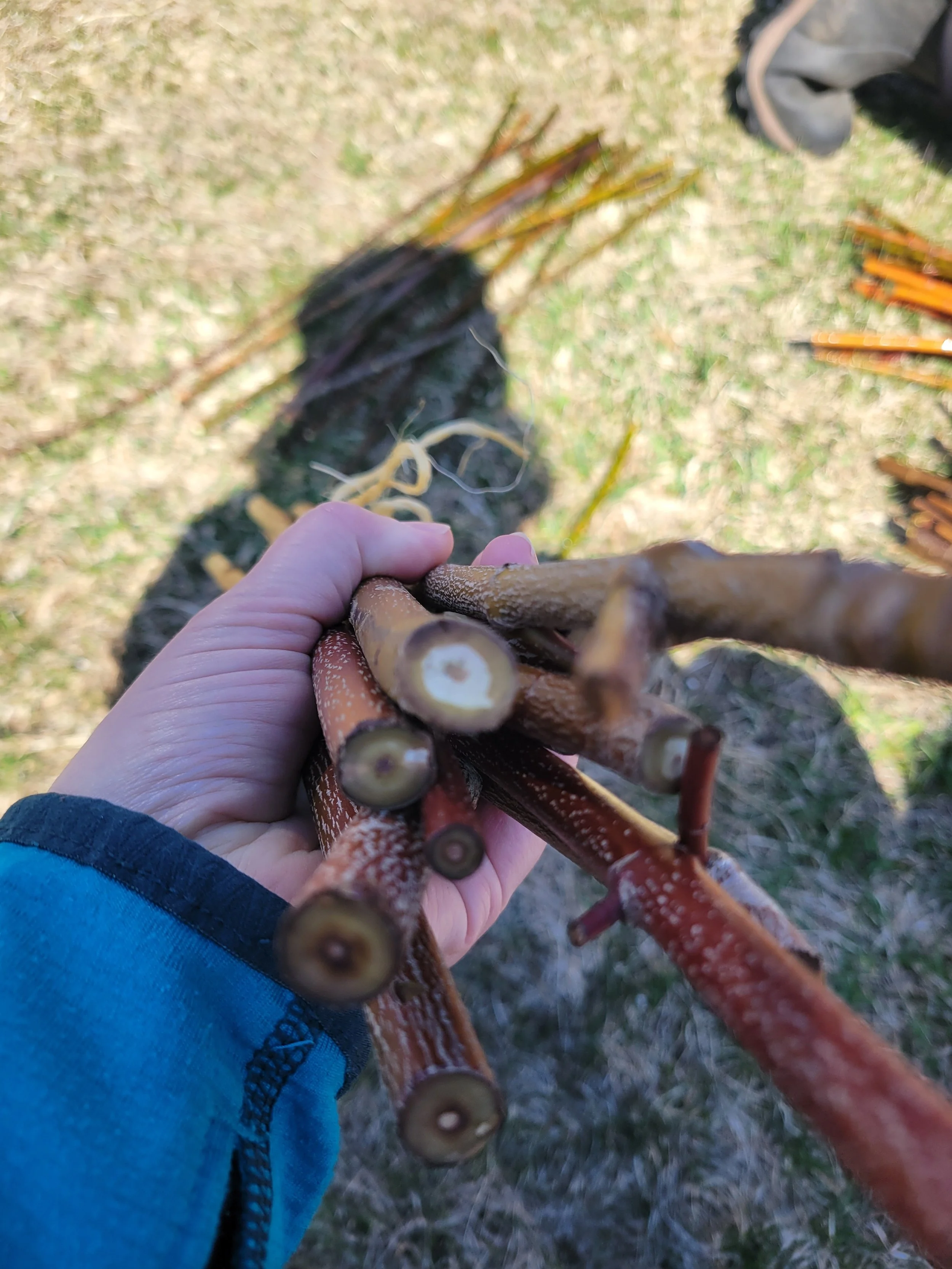 Handful of live stakes