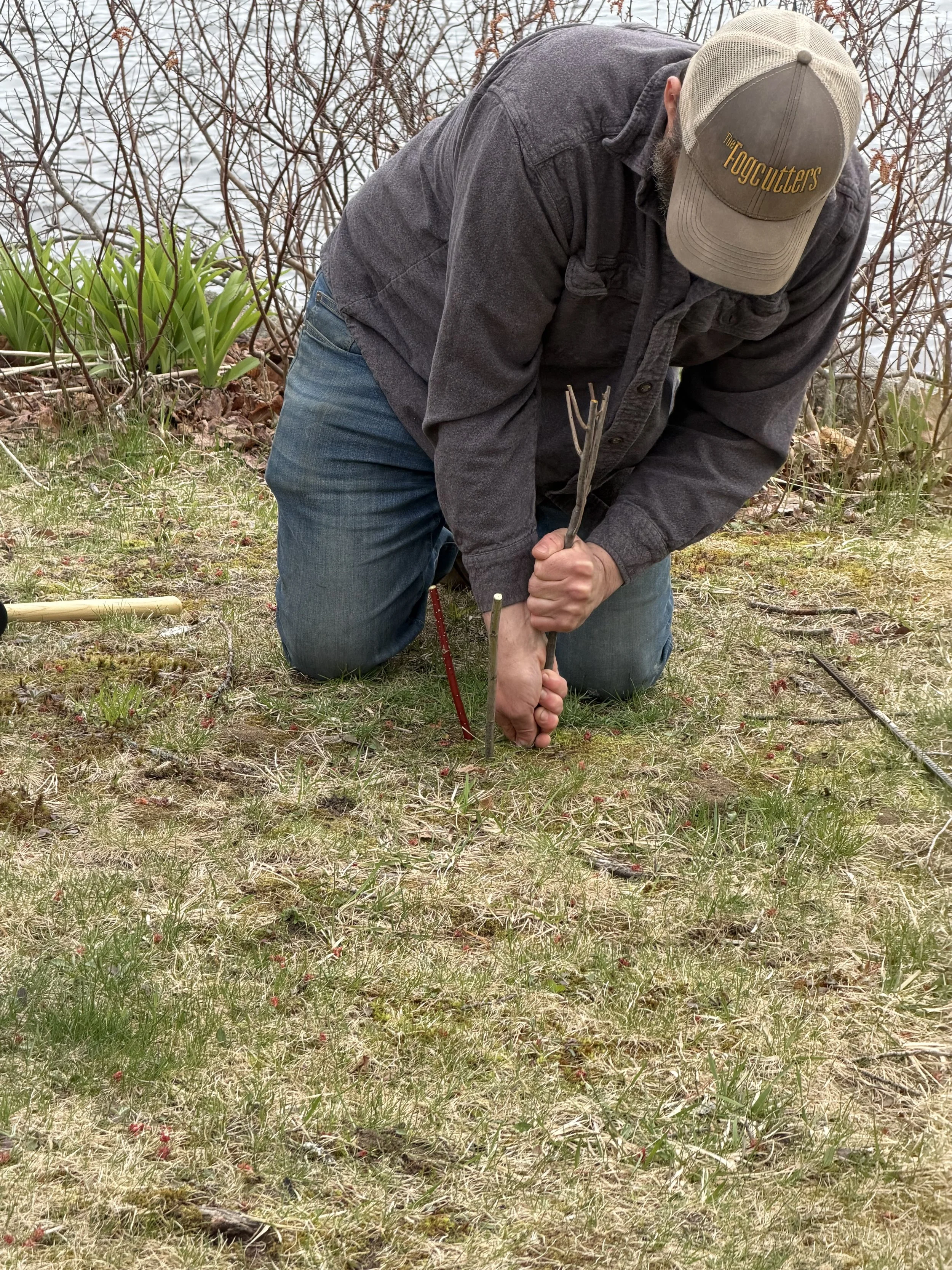 Live stakes being installed