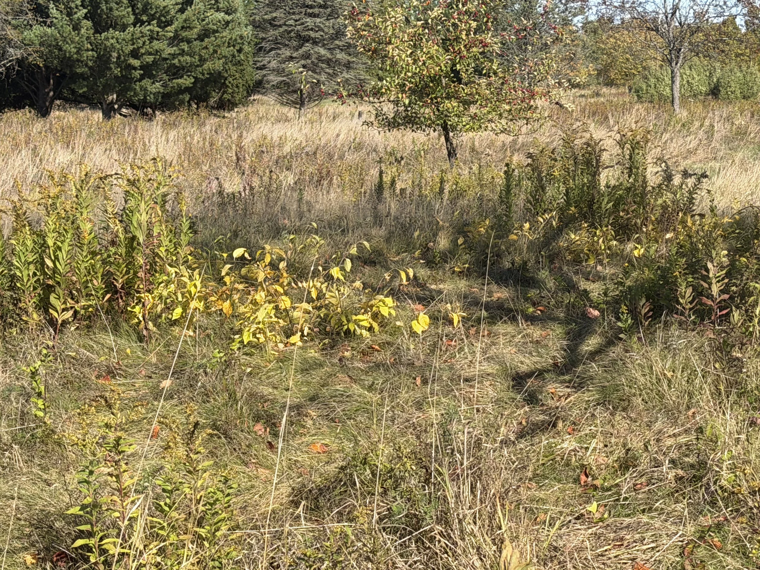 Spots of bittersweet with other species in a field