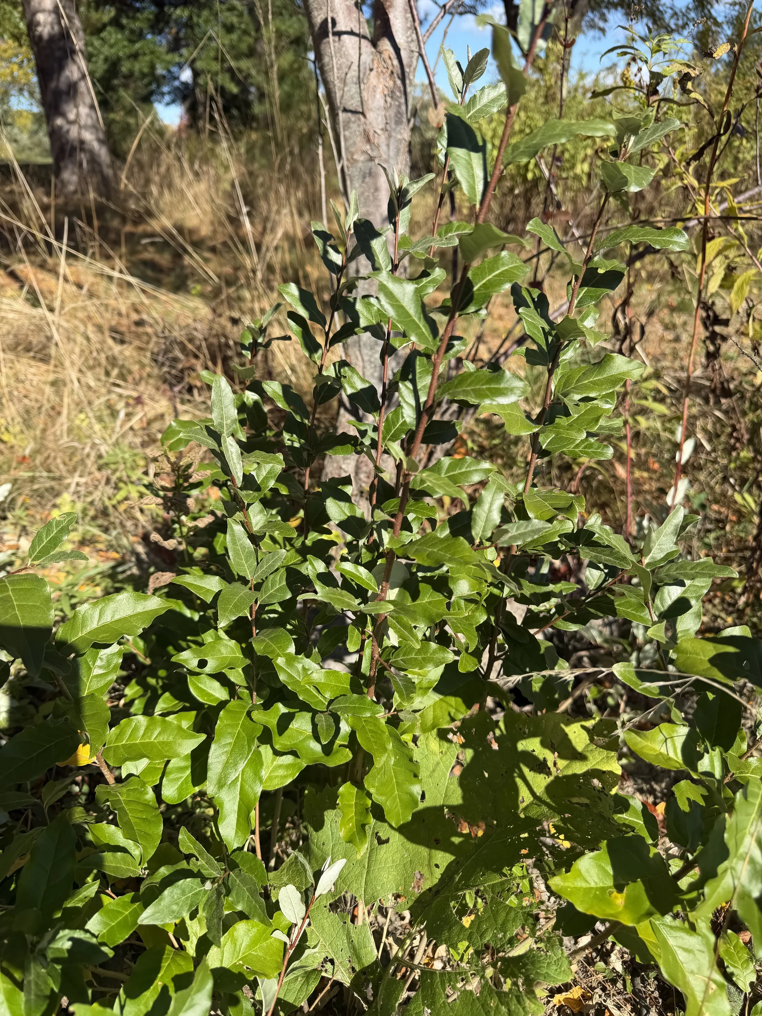 Autumn Olive