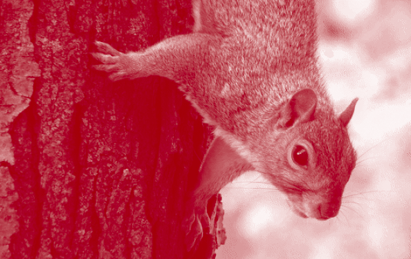 Richmond Flying Squirrels: CarMax Park