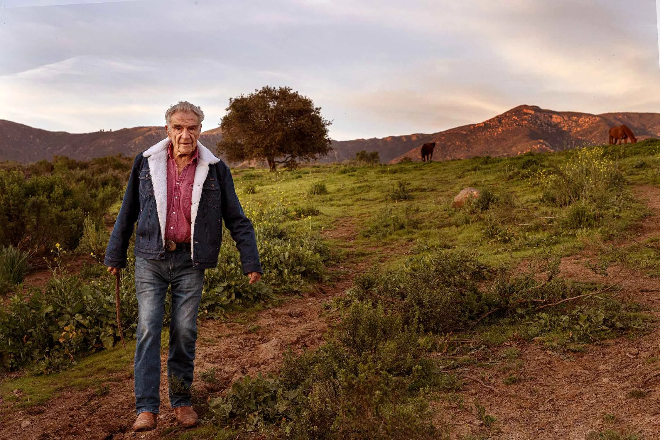 An elderly man walking along a dirt path in a rural landscape with mountains, trees, and grazing horses in the background during sunset.
