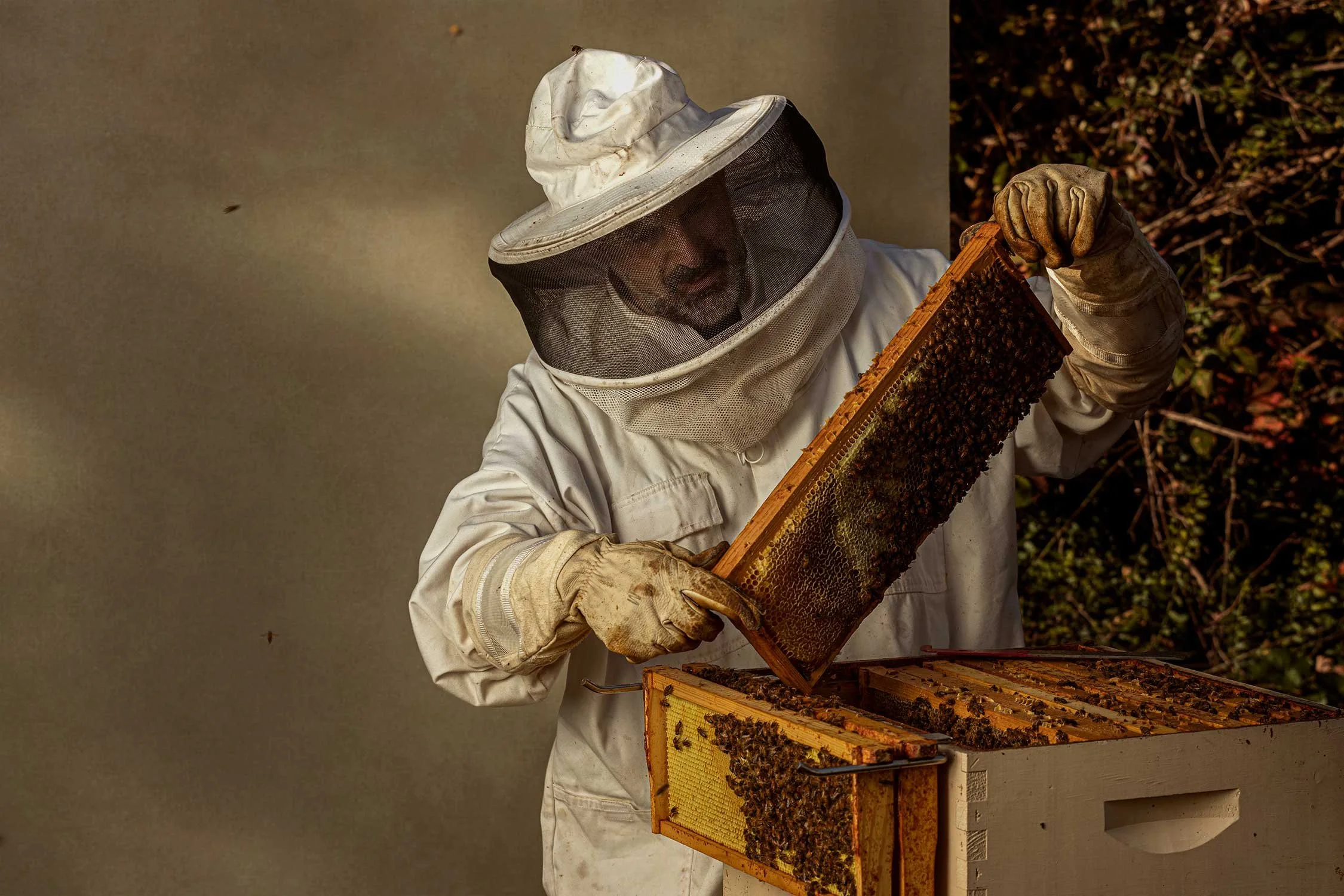A beekeeper in protective gear inspecting a beehive frame filled with bees.