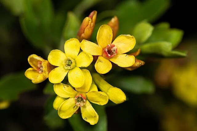 Golden_currant_flowers_2.jpg