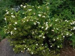 Potentilla abbotswood.jpg