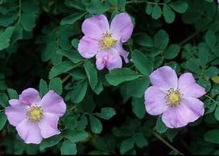 Rose, Wood's (Rosa woodsii)