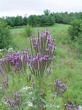 Vervain 2.jpg