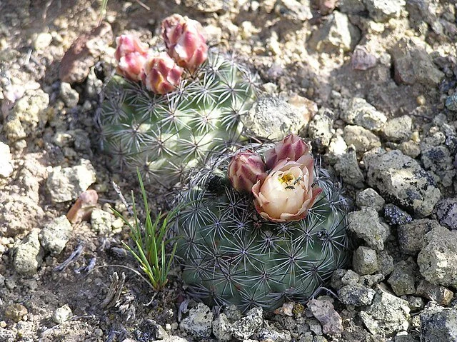 Pediocactus_simpsonii 2.jpg