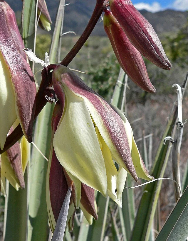 Yucca_baccata_4.jpg