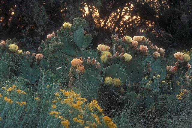 Prickly_Pear_Cacti.jpg