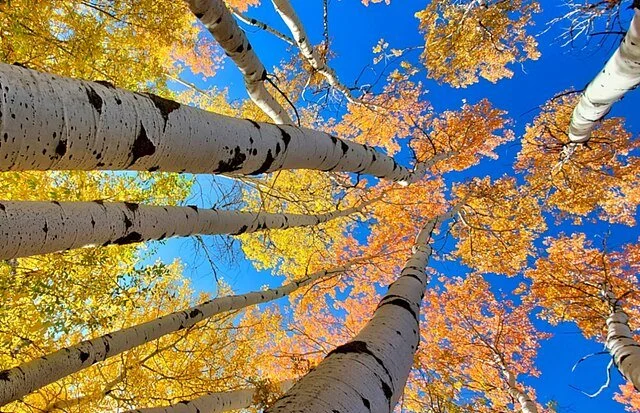 Aspen tree.jpg