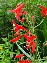 Penstemon barbatus2.jpg