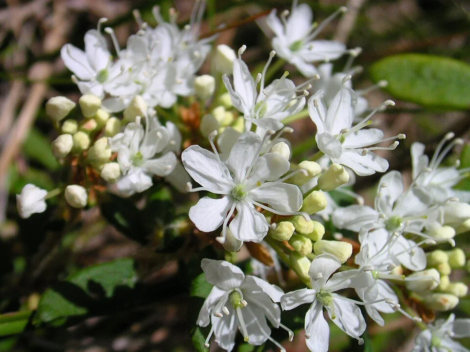 Western Sand Cherry