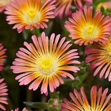 Iceplant alan's apricot 1.jpg