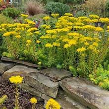 Sedum angelina 3.jpg
