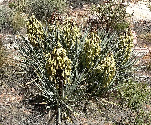 Yucca_baccata_3.jpg