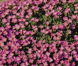 Rockcress, Pink (Aubrieta hendersonii)