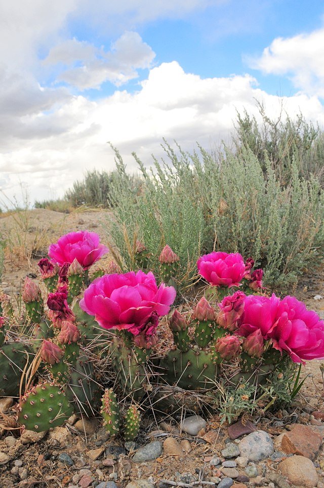 Pink prickly pear ).jpg