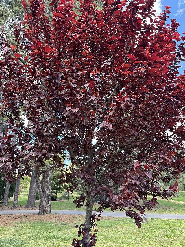 Chokecherry, Canada Red (Prunus virginiana 'Shubert'))