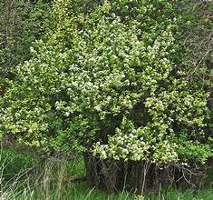 Hawthorn black 2.jpg