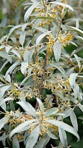 Silverberry (Elaeagnus comutata)