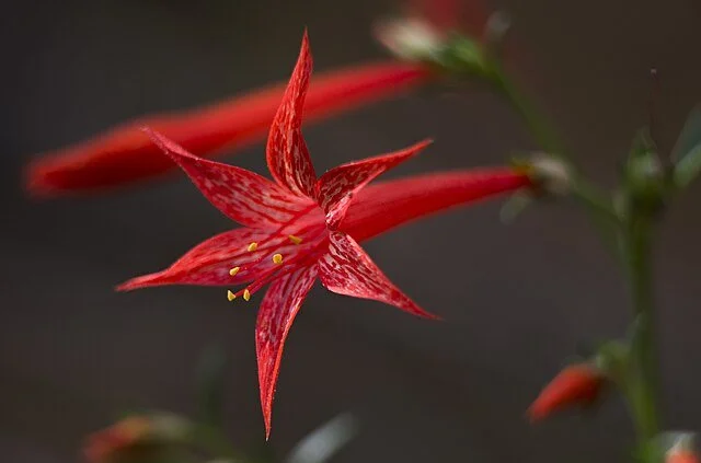 Scarlet gilia 1.jpg