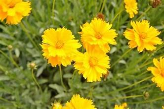 Coreopsis sunburst.jpg