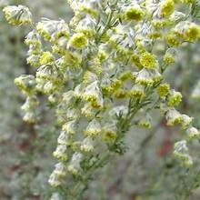 Sage, Fringed (Artemisia frigidia)