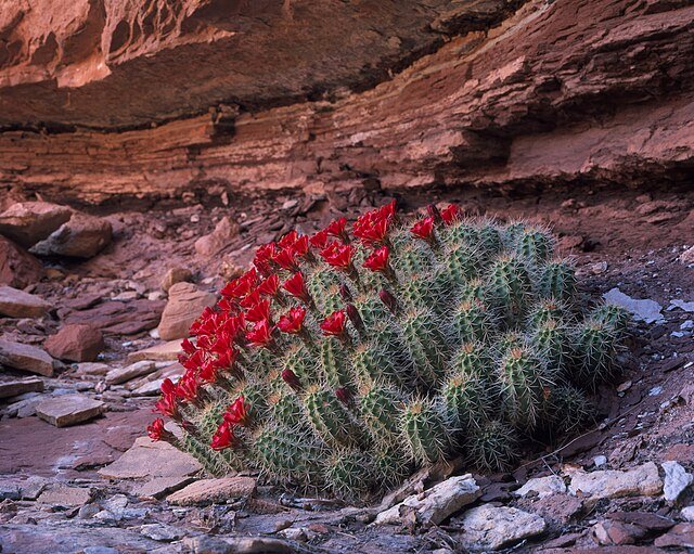 Claret_Cup_Cactus,_Canyonlands.jpg