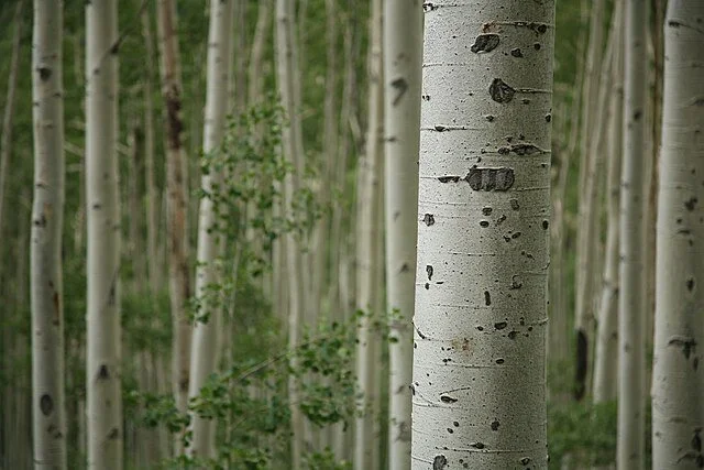 Aspen_trees_3.jpg