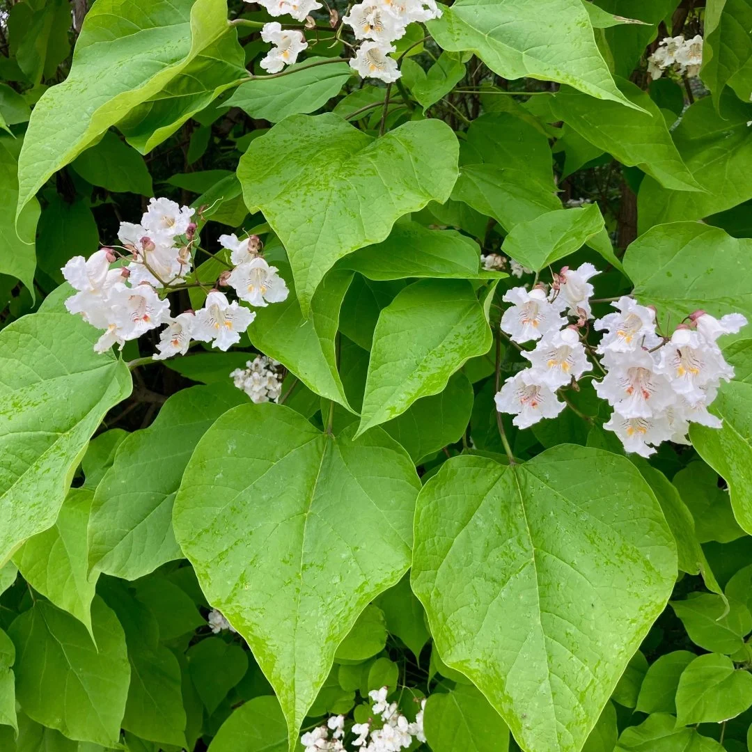 Catalpa-speciosa-leaves-and-flowers.jpg