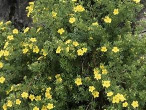 Potentilla Goldrop (Potentilla fruticosa)