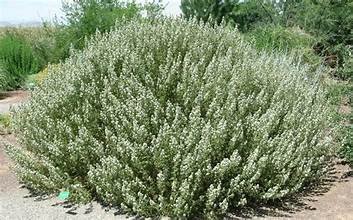 fernbush 2.jpg