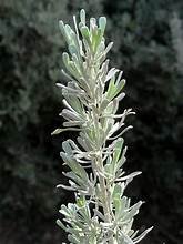 Sage, Tall Western (Artemisia tridentata)