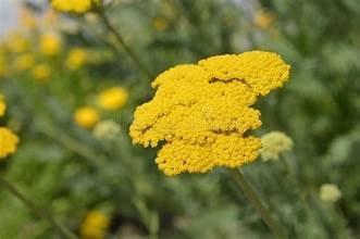 Yarrow, Yellow (Achillea filipendulina)