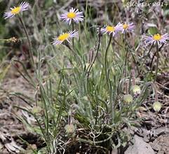 Fleabane dwarf 2.jpg