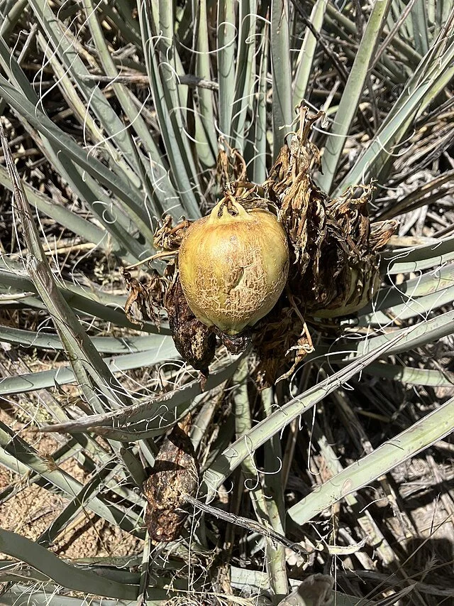 Yucca_baccata 2.jpg
