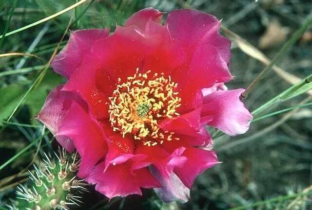 Pink prickly pear 2.jpg