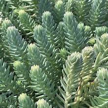 Sedum blue spruce 3.jpg