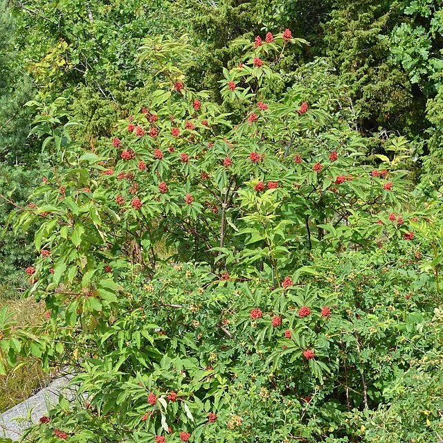 Red-berried_Elder_(Sambucus_racemosa)_-_Frogn,_Norway_2021-07-05.jpg