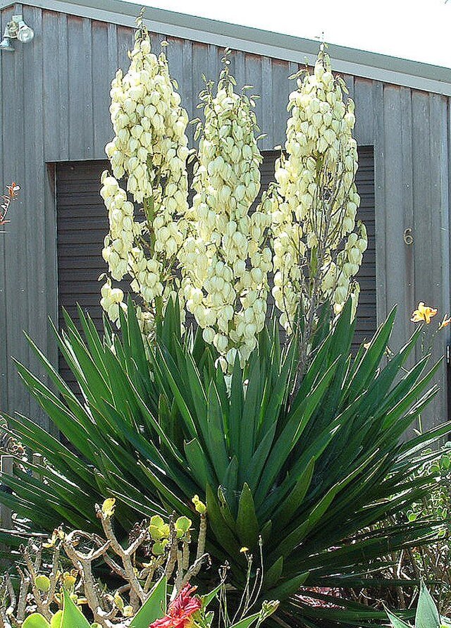 Yucca_filamentosa 2.jpg